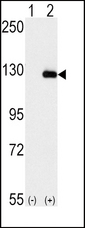 BUB1B / BubR1 Antibody - Western blot of BUB1B (arrow) using rabbit polyclonal BUB1B Antibody. 293 cell lysates (2 ug/lane) either nontransfected (Lane 1) or transiently transfected with the BUB1B gene (Lane 2) (Origene Technologies).