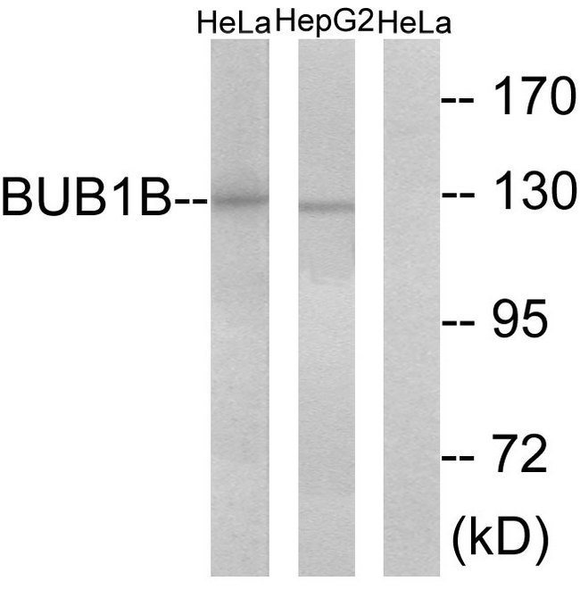 BUB1B / BubR1 Antibody - Western blot analysis of lysates from HeLa and HepG2 cells, treated with H2O2 100uM 30', using BUB1B Antibody. The lane on the right is blocked with the synthesized peptide.