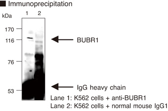 BUB1B / BubR1 Antibody