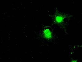 BUB1B / BubR1 Antibody - Anti-BUB1B mouse monoclonal antibody  immunofluorescent staining of COS7 cells transiently transfected by pCMV6-ENTRY BUB1B.