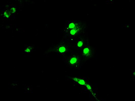 BUB1B / BubR1 Antibody - Anti-BUB1B mouse monoclonal antibody  immunofluorescent staining of COS7 cells transiently transfected by pCMV6-ENTRY BUB1B.