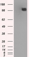 BUB1B / BubR1 Antibody - HEK293T cells were transfected with the pCMV6-ENTRY control (Left lane) or pCMV6-ENTRY BUB1B (Right lane) cDNA for 48 hrs and lysed. Equivalent amounts of cell lysates (5 ug per lane) were separated by SDS-PAGE and immunoblotted with anti-BUB1B.