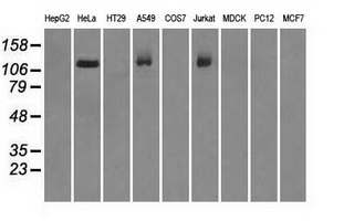BUB1B / BubR1 Antibody - Western blot of extracts (35 ug) from 9 different cell lines by using anti-BUB1B monoclonal antibody.