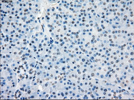 BUB1B / BubR1 Antibody - IHC of paraffin-embedded pancreas tissue using anti-BUB1B mouse monoclonal antibody. (Dilution 1:50).