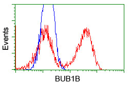 BUB1B / BubR1 Antibody - HEK293T cells transfected with either pCMV6-ENTRY BUB1B (Red) or empty vector control plasmid (Blue) were immunostained with anti-BUB1B mouse monoclonal(Dilution 1:1,000), and then analyzed by flow cytometry.