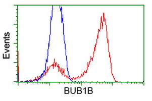 BUB1B / BubR1 Antibody - HEK293T cells transfected with either overexpress plasmid (Red) or empty vector control plasmid (Blue) were immunostained by anti-BUB1B antibody, and then analyzed by flow cytometry.