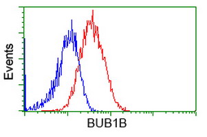 BUB1B / BubR1 Antibody - Flow cytometry of HeLa cells, using anti-BUB1B antibody, (Red), compared to a nonspecific negative control antibody, (Blue).