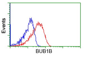 BUB1B / BubR1 Antibody - Flow cytometry of Jurkat cells, using anti-BUB1B antibody, (Red), compared to a nonspecific negative control antibody, (Blue).