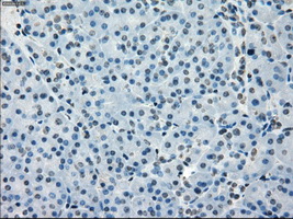BUB1B / BubR1 Antibody - IHC of paraffin-embedded pancreas tissue using anti-BUB1B mouse monoclonal antibody. (Dilution 1:50).
