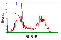 BUB1B / BubR1 Antibody - HEK293T cells transfected with either pCMV6-ENTRY BUB1B (Red) or empty vector control plasmid (Blue) were immunostained with anti-BUB1B mouse monoclonal(Dilution 1:1,000), and then analyzed by flow cytometry.