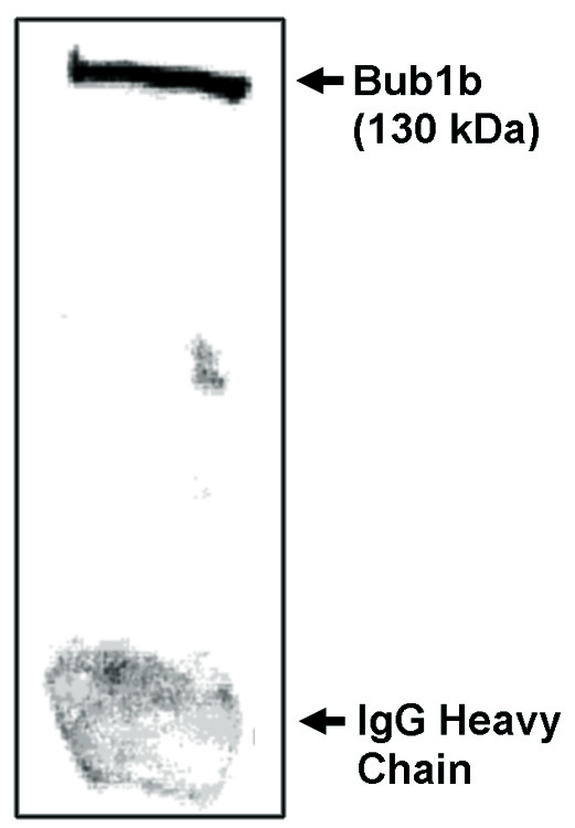 BUB1B / BubR1 Antibody - Immunoprecipitation/ Western blot of Bub1b-NT antibody on NIH/3T3 cells synchronized to obtain mostly mitotic cells as determined by flow cytometry.
