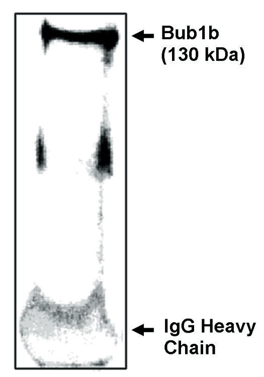 BUB1B / BubR1 Antibody - Immunoprecipitation/ Western blot of Bub1b-IN antibody on NIH/3T3 cells synchronized to obtain mostly mitotic cells as determined by flow cytometry.