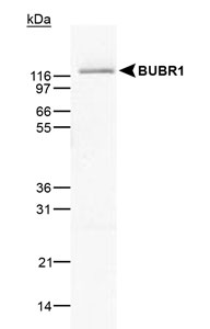 BUB1B / BubR1 Antibody - BUBR1 detected in HeLa cell lysate using BUBR1 [8G1] antibody.  This image was taken for the unconjugated form of this product. Other forms have not been tested.