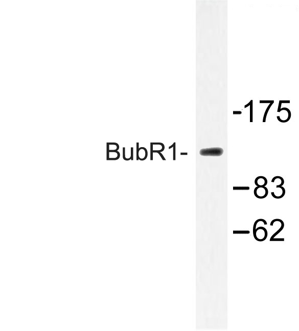 BUB1B / BubR1 Antibody - Western blot of ubR1 (T368) pAb in extracts from HeLa cells treated with H2O2 100uM 30'.