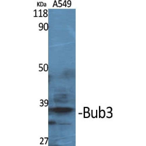 BUB3 Antibody - Western blot of Bub3 antibody