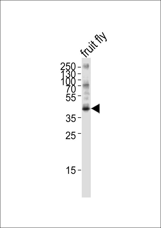 BUB3 Antibody - Western blot analysis of lysate from fruit fly, using BUB3 Antibody (Drosophila). BUB3 Antibody (Drosophila) was diluted at 1:1000. A goat anti-rabbit IgG H&L (HRP) at 1:5000 dilution was used as the secondary antibody. Lysate at 35ug.