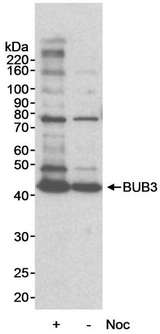 BUB3 Antibody - Detection of Human BUB3 by Western Blot. Samples: Whole cell lysate (50 ug) from HeLa cells treated with Nocodazole (+) or mock treated (-). Antibody: Affinity purified rabbit anti-BUB3 antibody used at 0.1 ug/ml. Detection: Chemiluminescence with an exposure time of 10 minutes.