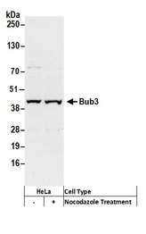 BUB3 Antibody - Detection of human Bub3 by western blot. Samples: Whole cell lysate (50 µg) from HeLa cells treated with Nocodazole (+) or mock treated (-). Antibody: Affinity purified rabbit anti-Bub3 antibody used for WB at 0.066 µg/ml. Detection: Chemiluminescence with an exposure time of 30 seconds.