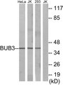 BUB3 Antibody - Western blot analysis of lysates from HeLa cells, Jurkat cells, and 293 cells, using BUB3 Antibody. The lane on the right is blocked with the synthesized peptide.