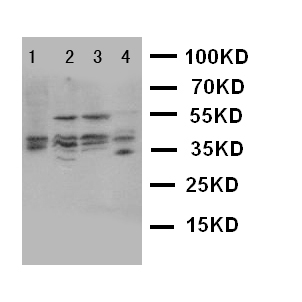 BUB3 Antibody - WB of BUB3 antibody. Lane 1: HELA Cell Lysate. Lane 2: A549 Cell Lysate. Lane 3: JURKAT Cell Lysate. Lane 4:COLO320 Cell Lysate.