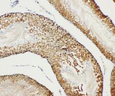 BUB3 Antibody - BUB3 antibody. IHC(P): Rat Testis Tissue.