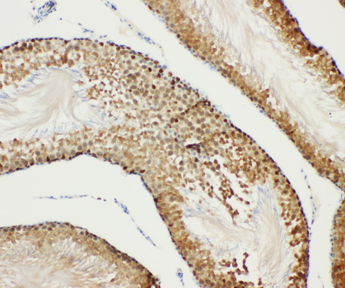 BUB3 Antibody - BUB3 antibody. IHC(P): Rat Testis Tissue.
