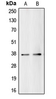 BUB3 Antibody - Western blot analysis of BUB3 expression in HeLa (A); HEK293T (B) whole cell lysates.