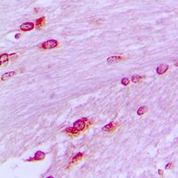 BUB3 Antibody - Immunohistochemical analysis of BUB3 staining in human brain formalin fixed paraffin embedded tissue section. The section was pre-treated using heat mediated antigen retrieval with sodium citrate buffer (pH 6.0). The section was then incubated with the antibody at room temperature and detected using an HRP conjugated compact polymer system. DAB was used as the chromogen. The section was then counterstained with hematoxylin and mounted with DPX.