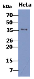 BUB3 Antibody - The cell lysates of HeLa(40ug) were resolved by SDS-PAGE, transferred to PVDF membrane and probed with anti-human BUB3 antibody (1:1000). Proteins were visualized using a goat anti-mouse secondary antibody conjugated to HRP and an ECL detection system.