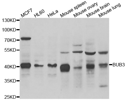 BUB3 Antibody - Western blot analysis of extracts of various cell lines.