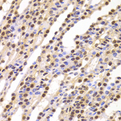 BUB3 Antibody - Immunohistochemistry of paraffin-embedded Rat kidney tissue.