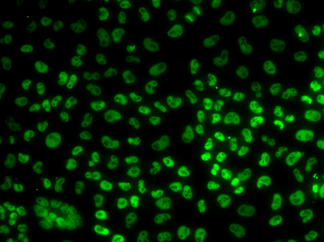 BUB3 Antibody - Immunofluorescence analysis of U20S cells.