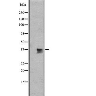 BUB3 Antibody - Western blot analysis of BUB3 antibody expression in 293T cells lysates.