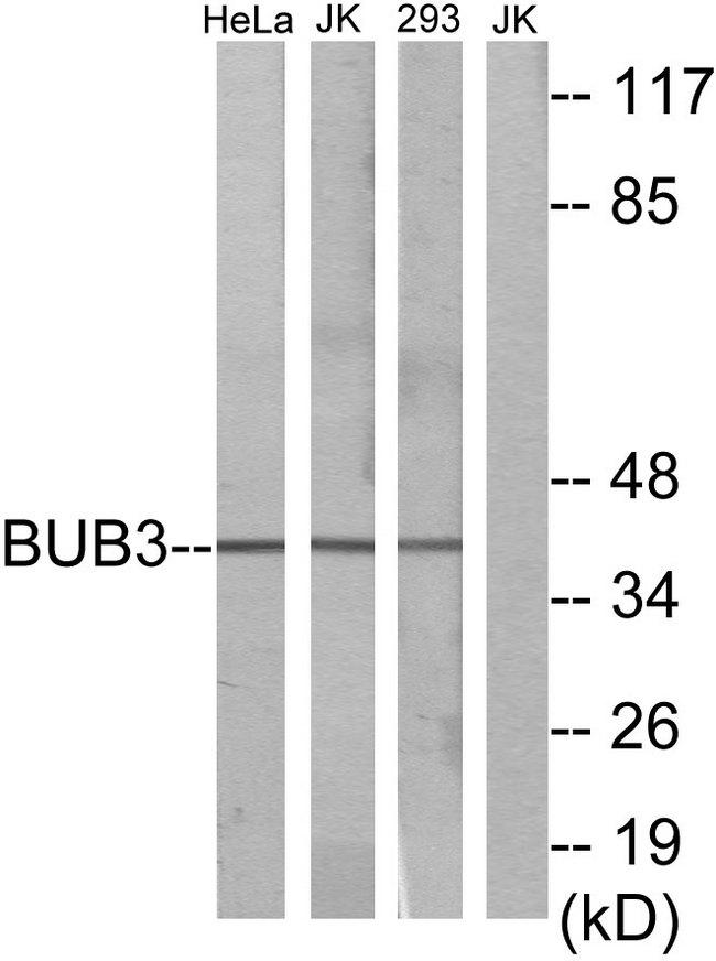 BUB3 Antibody - Western blot analysis of extracts from HeLa cells, Jurkat cells and 293 cells, using BUB3 antibody.