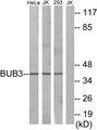 BUB3 Antibody - Western blot analysis of extracts from HeLa cells, Jurkat cells and 293 cells, using BUB3 antibody.
