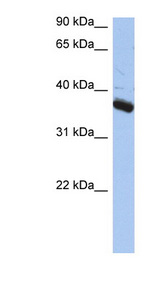 BUB3 Antibody - BUB3 antibody Western blot of PANC1 cell lysate. This image was taken for the unconjugated form of this product. Other forms have not been tested.