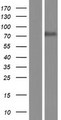BUD13 Protein - Western validation with an anti-DDK antibody * L: Control HEK293 lysate R: Over-expression lysate