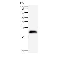 BUD31 Antibody - Western blot analysis of immunized recombinant protein, using anti-G10 monoclonal antibody.