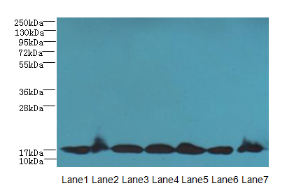 BUD31 Antibody - Western blot. All lanes: G10 antibody at 5 ug/ml. Lane 1: Jurkat whole cell lysate. Lane 2: Mouse liver tissue. Lane 3: Raji whole cell lysate. Lane 4: NIH/3T3 whole cell lysate. Lane 5: K562 whole cell lysate. Lane 6: HepG-2 whole cell lysate. Lane 7: U251 whole cell lysate. Secondary Goat polyclonal to Rabbit IgG at 1:10000 dilution. Predicted band size: 17 kDa. Observed band size: 17 kDa.