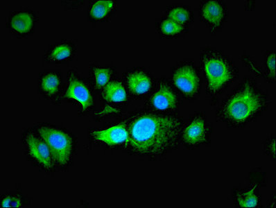 BUD31 Antibody - Immunofluorescent analysis of MCF-7 cells using BUD31 Antibody at dilution of 1:100 and Alexa Fluor 488-congugated AffiniPure Goat Anti-Rabbit IgG(H+L)