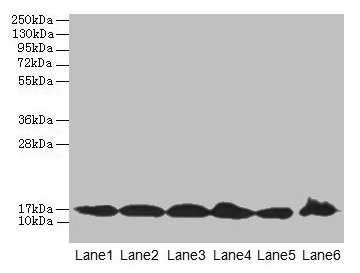 BUD31 Antibody - Western blot All lanes: G10 antibody at 5µg/ml Lane 1: Jurkat whole cell lysate Lane 2: Mouse liver tissue Lane 3: Raji whole cell lysate Lane 4: NIH/3T3 whole cell lysate Lane 5: K562 whole cell lysate Lane 6: HepG2 whole cell lysate Lane 7: U251 whole cell lysate Secondary Goat polyclonal to rabbit IgG at 1/10000 dilution Predicted band size: 17 kDa Observed band size: 17 kDa