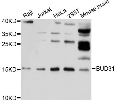 BUD31 Antibody - Western blot analysis of extracts of various cell lines, using BUD31 antibody at 1:1000 dilution. The secondary antibody used was an HRP Goat Anti-Rabbit IgG (H+L) at 1:10000 dilution. Lysates were loaded 25ug per lane and 3% nonfat dry milk in TBST was used for blocking. An ECL Kit was used for detection and the exposure time was 30s.
