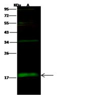 BUD31 Antibody - Anti-BUD31 rabbit polyclonal antibody at 1:500 dilution. Lane A: Jurkat Whole Cell Lysate. Lysates/proteins at 30 ug per lane. Secondary: Goat Anti-Rabbit IgG H&L (Dylight 800) at 1/10000 dilution. Developed using the Odyssey technique. Performed under reducing conditions. Predicted band size: 17 kDa. Observed band size: 18 kDa. (We are unsure as to the identity of these extra bands.)
