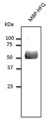 Burkholderia cenocepacia HFQ Antibody - Western blot. Anti-HFQ antibody at 1:1000 dilution. 50 ng of protein per lane. Rabbit polyclonal to goat IgG (HRP) at 1:10000 dilution.