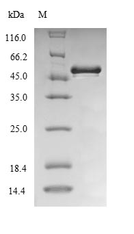 lpxC / asmB / envA Protein - (Tris-Glycine gel) Discontinuous SDS-PAGE (reduced) with 5% enrichment gel and 15% separation gel.