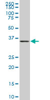 BVES Antibody - BVES monoclonal antibody (M01), clone 1C3. Western blot of BVES expression in IMR-32.
