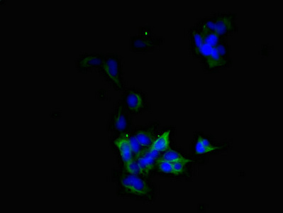 BVES Antibody - Immunofluorescent analysis of 293 cells diluted at 1:100 and Alexa Fluor 488-congugated AffiniPure Goat Anti-Rabbit IgG(H+L)