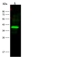 BVES Antibody - Anti-BVES rabbit polyclonal antibody at 1:500 dilution. Lane A: 293 Whole Cell Lysate. Lysates/proteins at 30 ug per lane. Secondary: Goat Anti-Rabbit IgG (H&L) /Dylight 800 at 1/10000 dilution. Developed using the Odyssey technique. Performed under reducing conditions. Predicted band size: 41 kDa. Observed band size: 41 kDa.