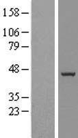 BXDC5 / RPF1 Protein - Western validation with an anti-DDK antibody * L: Control HEK293 lysate R: Over-expression lysate