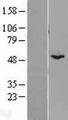 BYSL Protein - Western validation with an anti-DDK antibody * L: Control HEK293 lysate R: Over-expression lysate